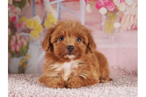 販売中の茨城県のミックス犬-390561の4枚目