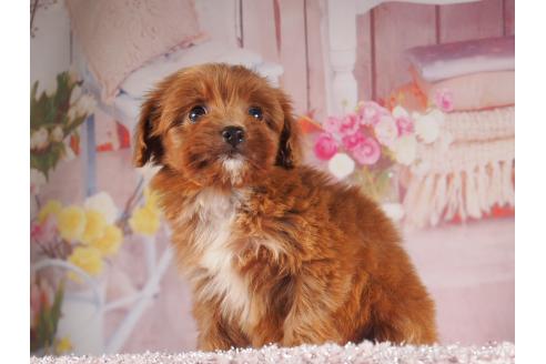 販売中の茨城県のミックス犬-390561の5枚目