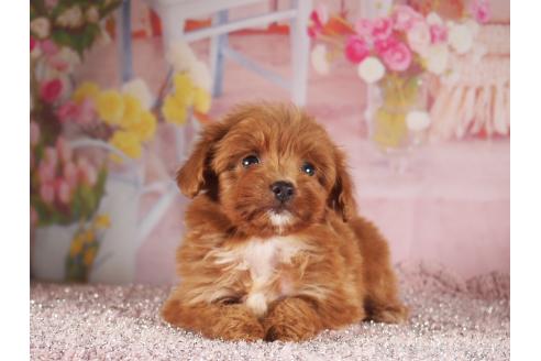 販売中の茨城県のミックス犬-390561の3枚目