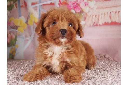 販売中の茨城県のミックス犬-390561の2枚目