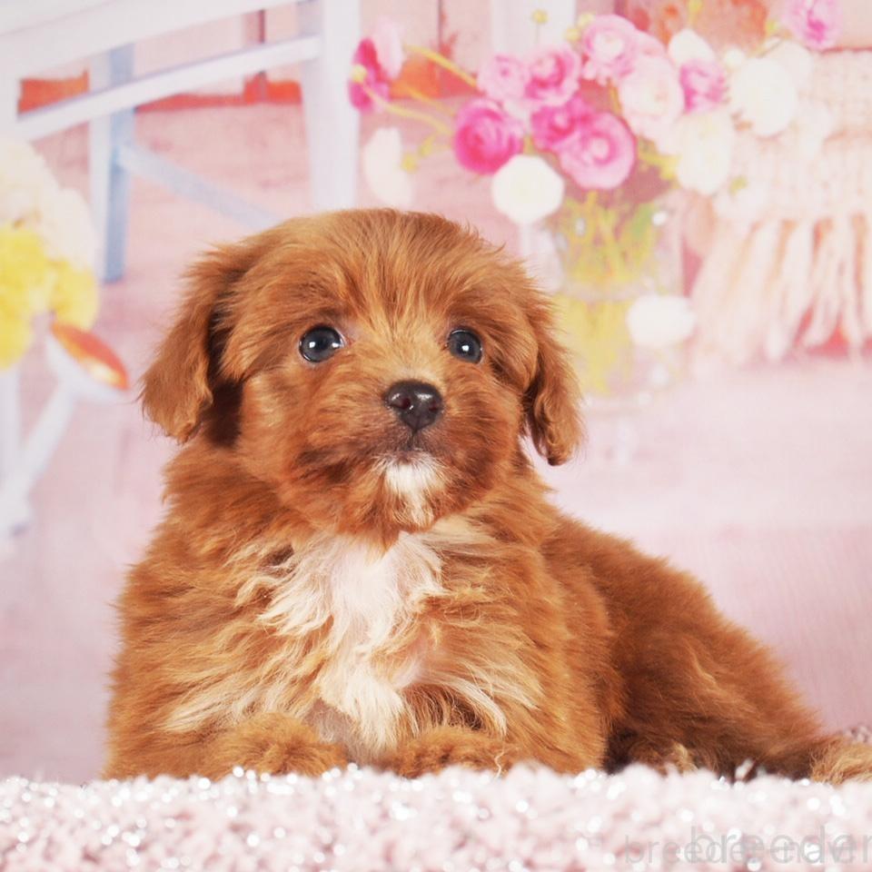 販売中の茨城県のミックス犬-390561の1枚目