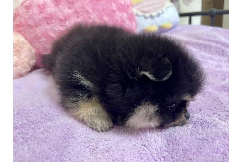 販売中の新潟県のポメラニアン-390575の6枚目