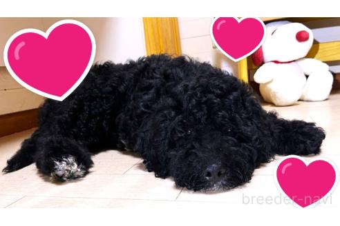販売中の茨城県のミックス犬-373144の2枚目
