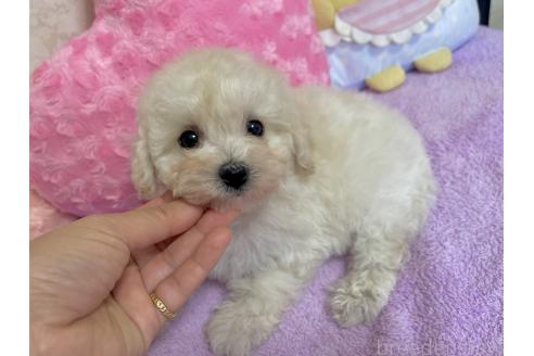販売中の新潟県のビションプー:ビションフリーゼ×トイプードル-390576の7枚目