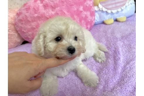 販売中の新潟県のビションプー:ビションフリーゼ×トイプードル-390576の6枚目