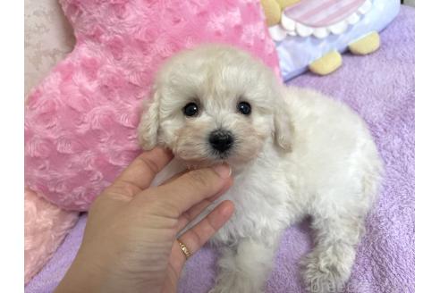 販売中の新潟県のビションプー:ビションフリーゼ×トイプードル-390576の5枚目