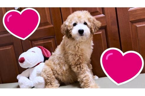販売中の茨城県のミックス犬-373145