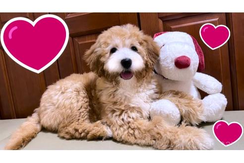 販売中の茨城県のミックス犬-373145の2枚目