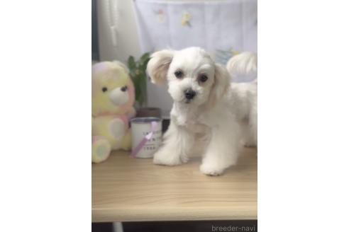 販売中の福岡県のミックス犬-372151の7枚目