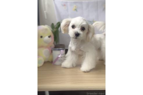 販売中の福岡県のミックス犬-372151の6枚目