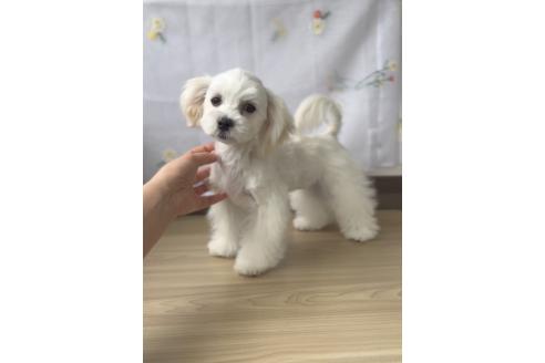 販売中の福岡県のミックス犬-372151の5枚目