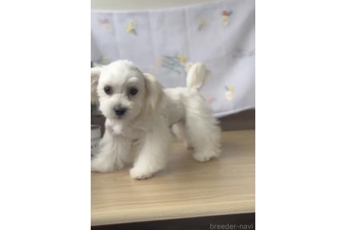 販売中の福岡県のミックス犬-372151の4枚目