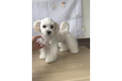 販売中の福岡県のミックス犬-372151の2枚目
