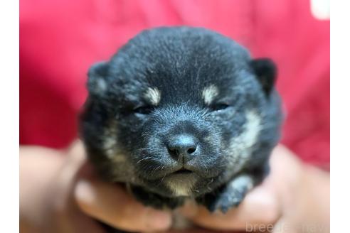 成約済の千葉県の豆柴-375788の4枚目