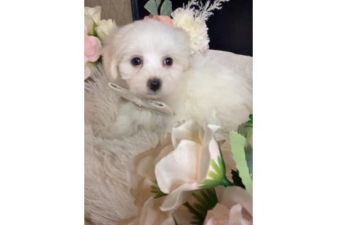 販売中の岐阜県のミックス犬-390581の6枚目