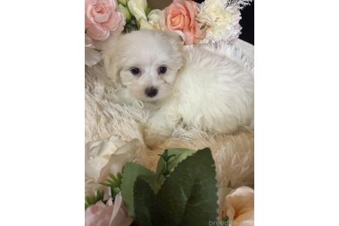 販売中の岐阜県のミックス犬-390581の4枚目