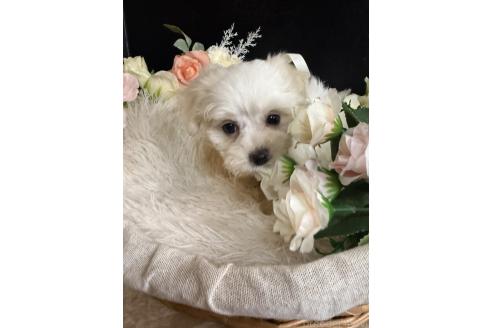 販売中の岐阜県のミックス犬-390581の2枚目