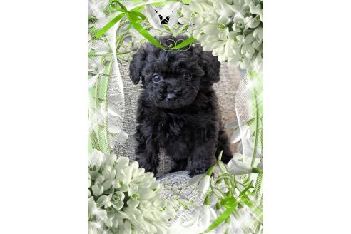 販売中の山口県のティーカッププードル-390592の3枚目