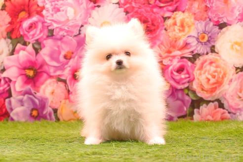 販売中の茨城県のポメラニアン-389933の6枚目