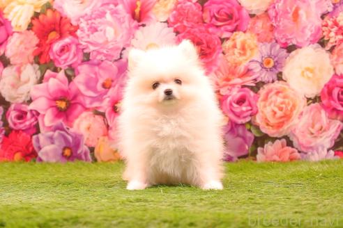 販売中の茨城県のポメラニアン-389933の5枚目