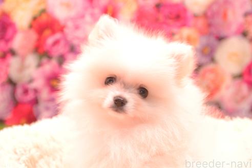 販売中の茨城県のポメラニアン-389933の2枚目