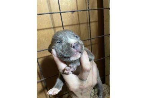 販売中の佐賀県のアメリカンピットブルテリア-390602の13枚目