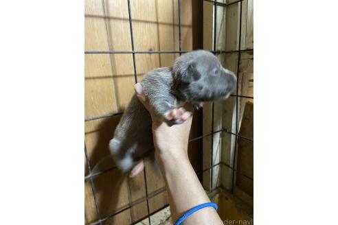 販売中の佐賀県のアメリカンピットブルテリア-390602の11枚目