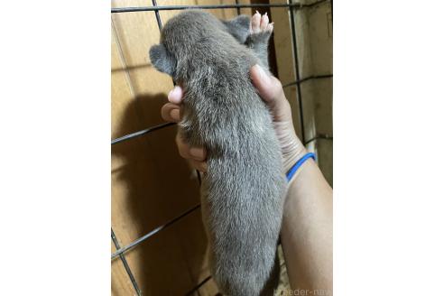 販売中の佐賀県のアメリカンピットブルテリア-390602の5枚目