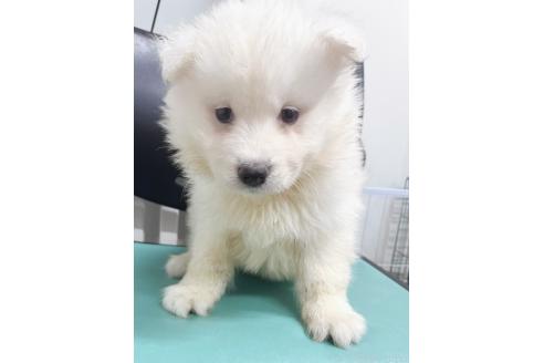 販売中の東京都のサモエド-388909の1枚目