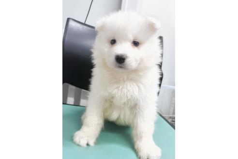 販売中の東京都のサモエド-388909の3枚目