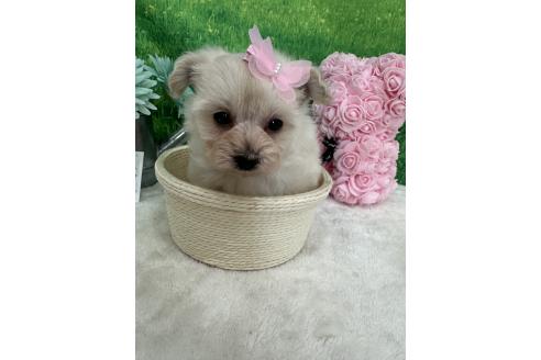販売中の兵庫県のミックス犬-387096