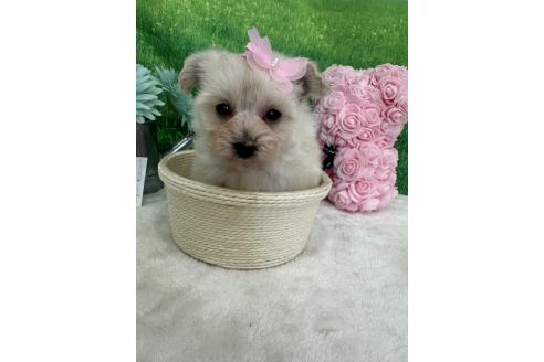 販売中の兵庫県のミックス犬-387096の4枚目