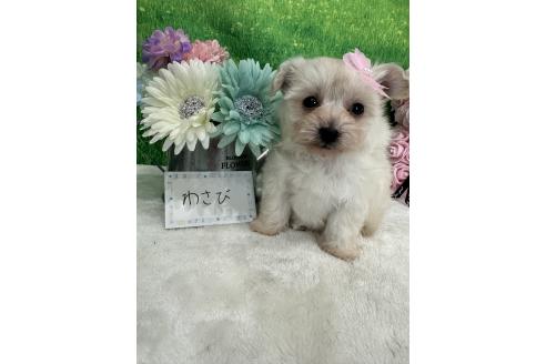 販売中の兵庫県のミックス犬-387096の3枚目