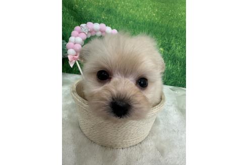 販売中の兵庫県のミックス犬-387101