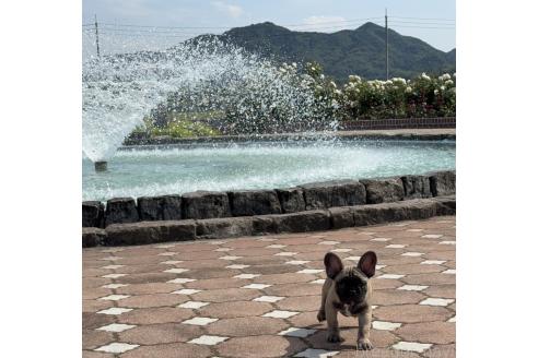 成約済の愛媛県のフレンチブルドッグ-384197の5枚目