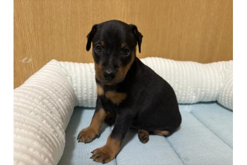 販売中の福岡県のミニチュアピンシャー(ミニピン)-388555の5枚目