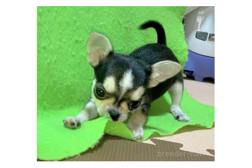 販売中の山口県のチワワ(スムースコート)-389337の4枚目