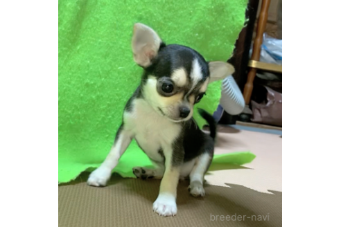 販売中の山口県のチワワ(スムースコート)-389337の3枚目