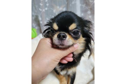 ヒメちゃん1枚目