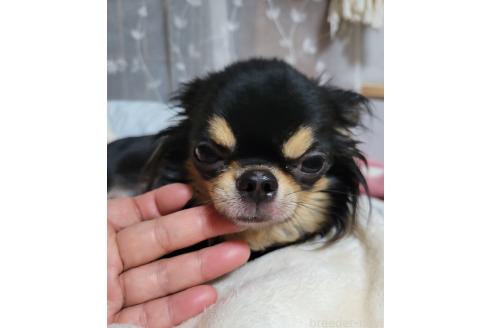 ヒメちゃん1枚目