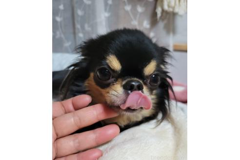 ヒメちゃん1枚目
