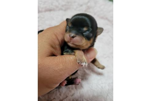 販売中の千葉県のチワワ(ロングコート)-390617の7枚目