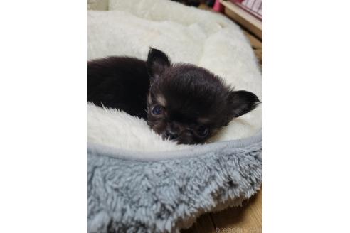 販売中の千葉県のチワワ(ロングコート)-390619の10枚目