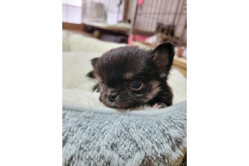 販売中の千葉県のチワワ(ロングコート)-390619の9枚目