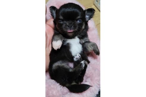 販売中の千葉県のチワワ(ロングコート)-390619の7枚目
