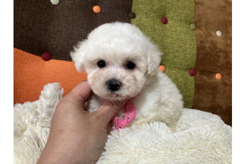 販売中の福岡県のマルプー:マルチーズ×トイプードル-390622の8枚目