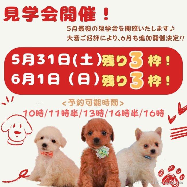 販売中の静岡県のビションプー:ビションフリーゼ×トイプードル-388732の2枚目