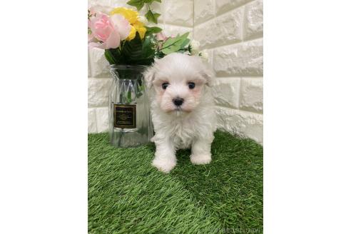 成約済の岡山県のマルプー:マルチーズ×トイプードル-390383の2枚目