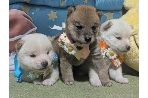 販売中の岡山県の豆柴-388759の2枚目