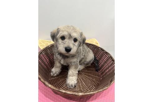 販売中の石川県のミックス犬-390426の3枚目